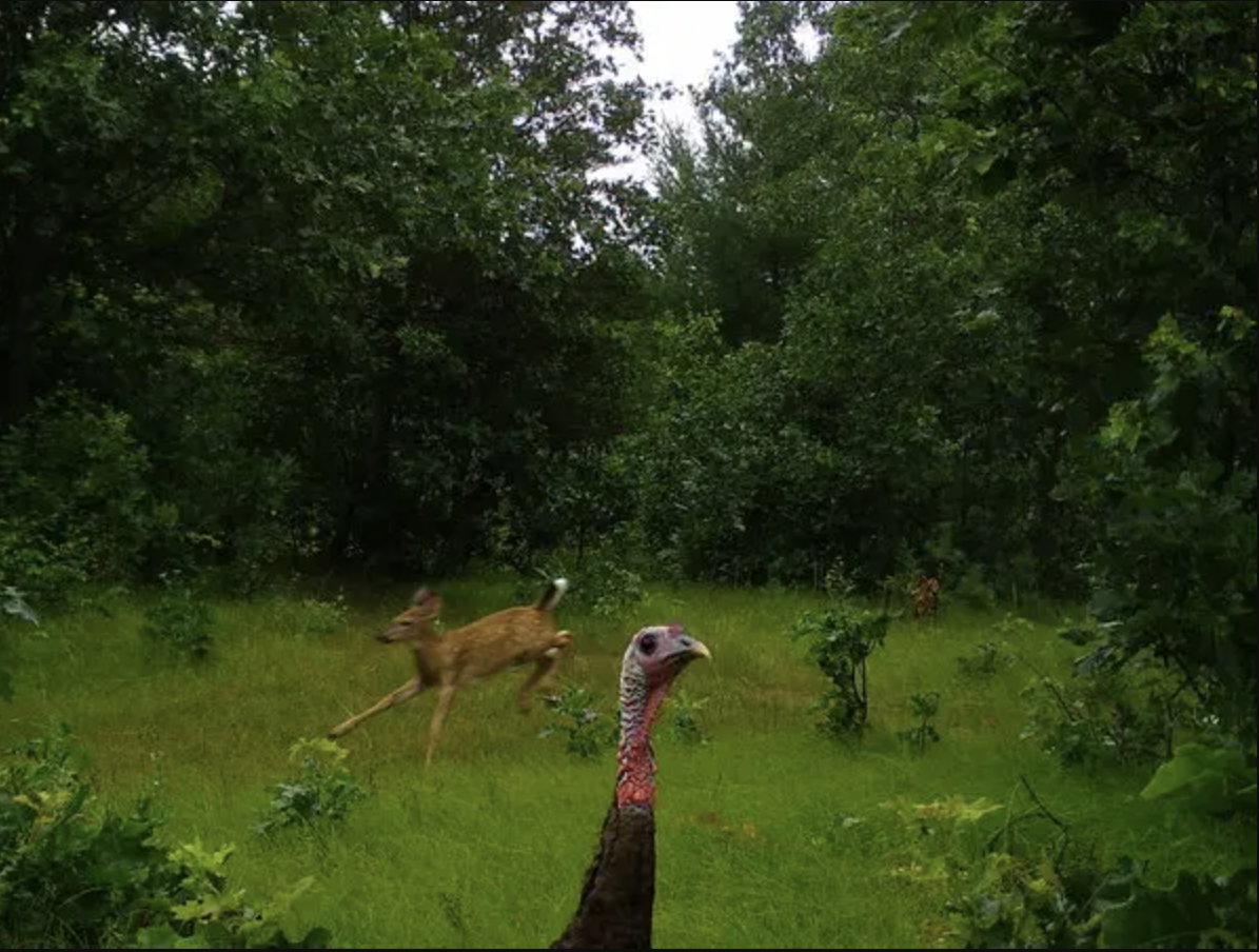 Wildlife camera capturing turkey and deer