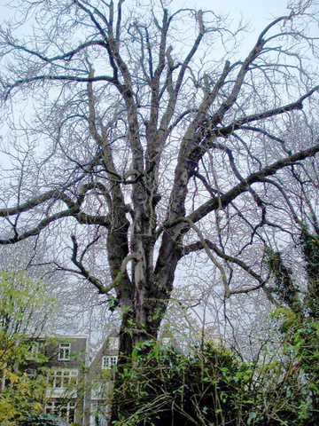 A large tree in the winter time without leaves.