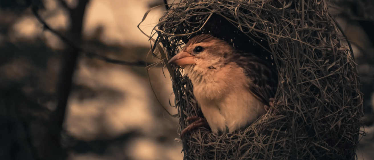 Bird in nest