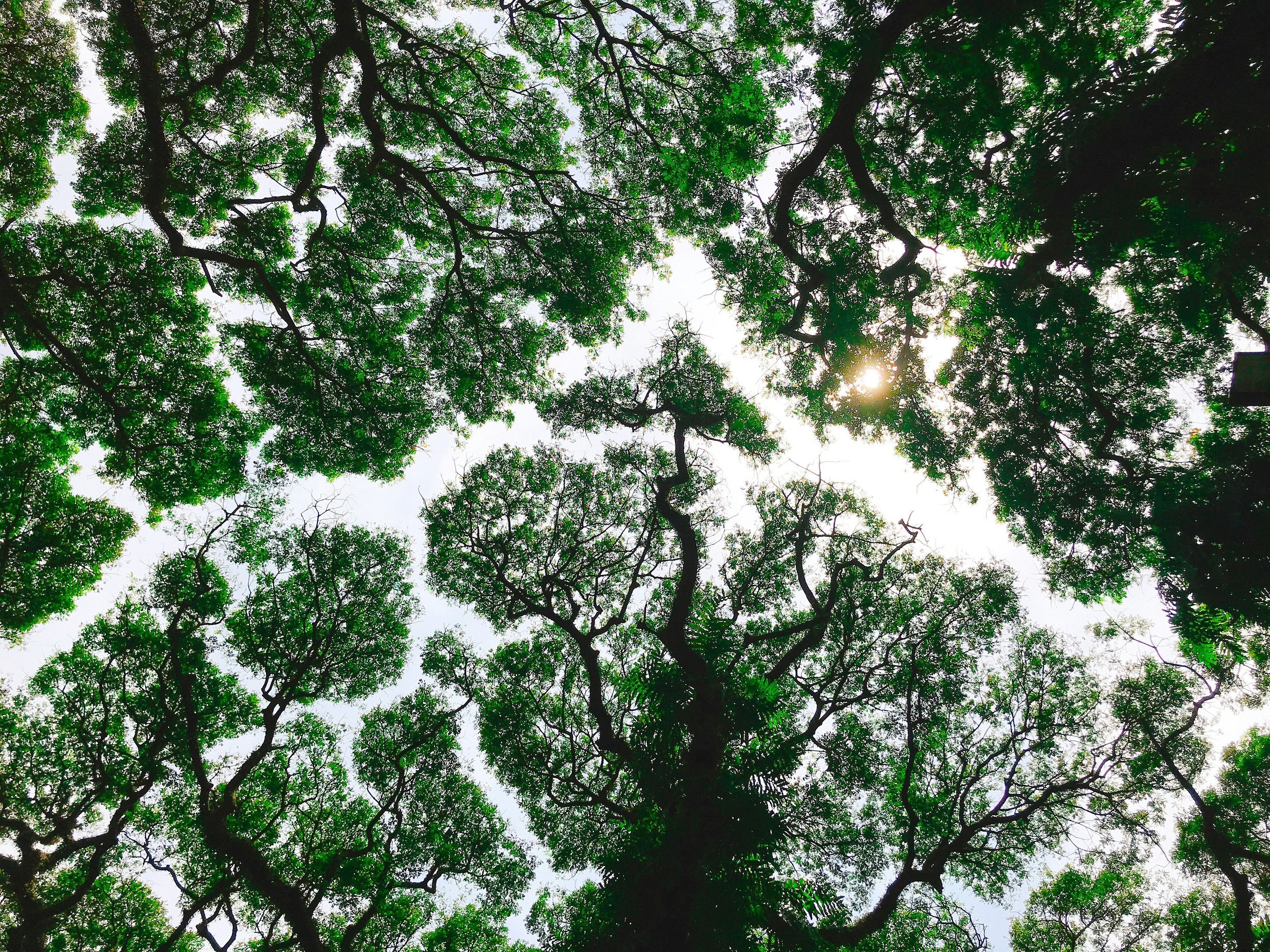 photo of forest canopy by Firosnv Photography