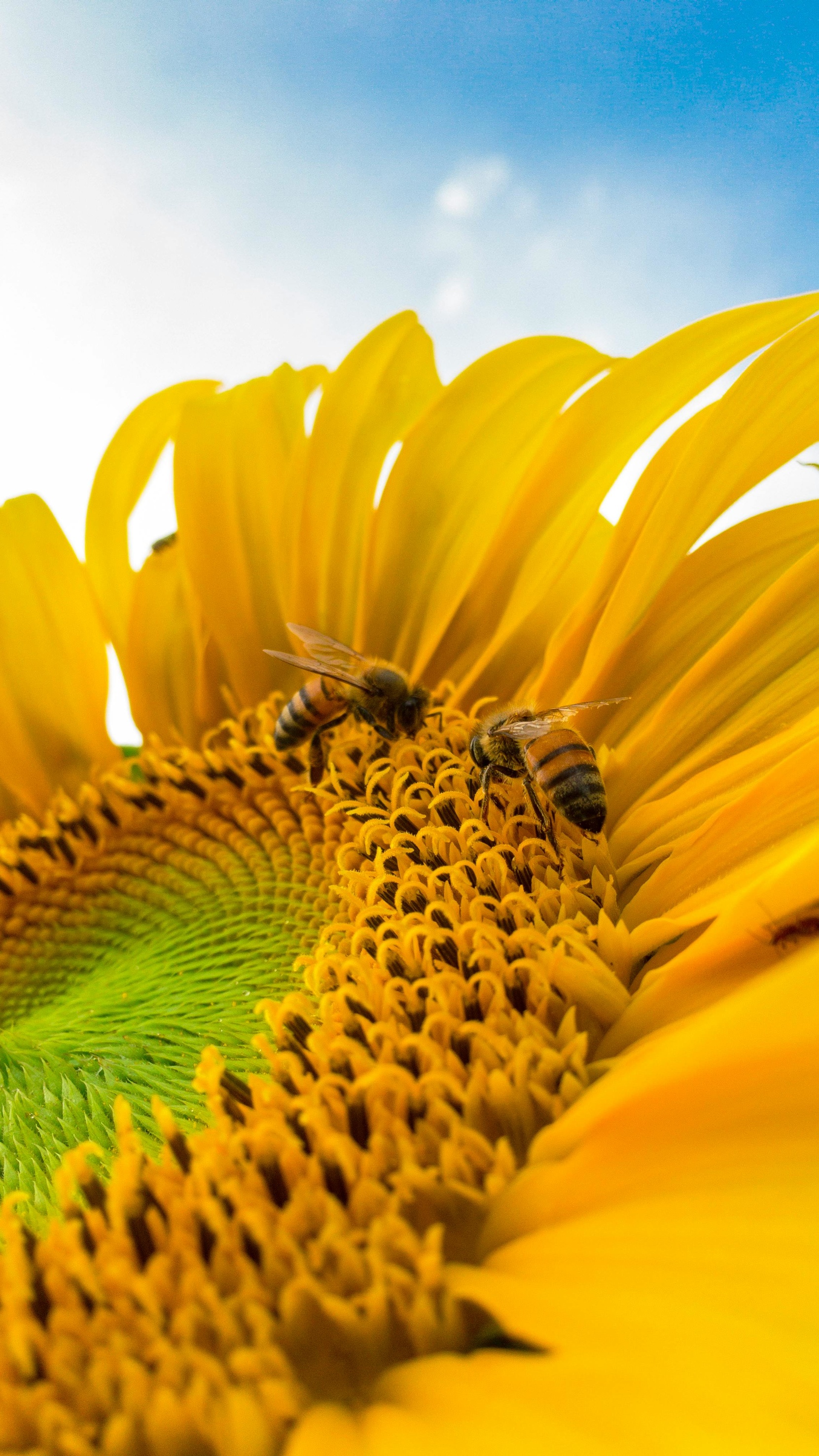 Photo of 2 bees on a yellow flower by Caio