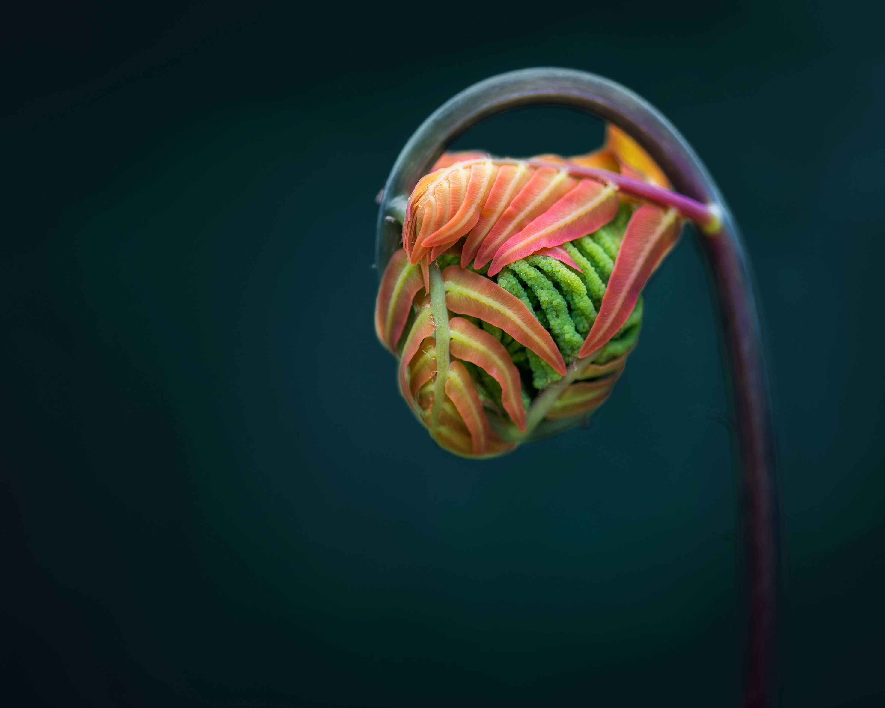 Photo of flower bud by Skyler Ewing