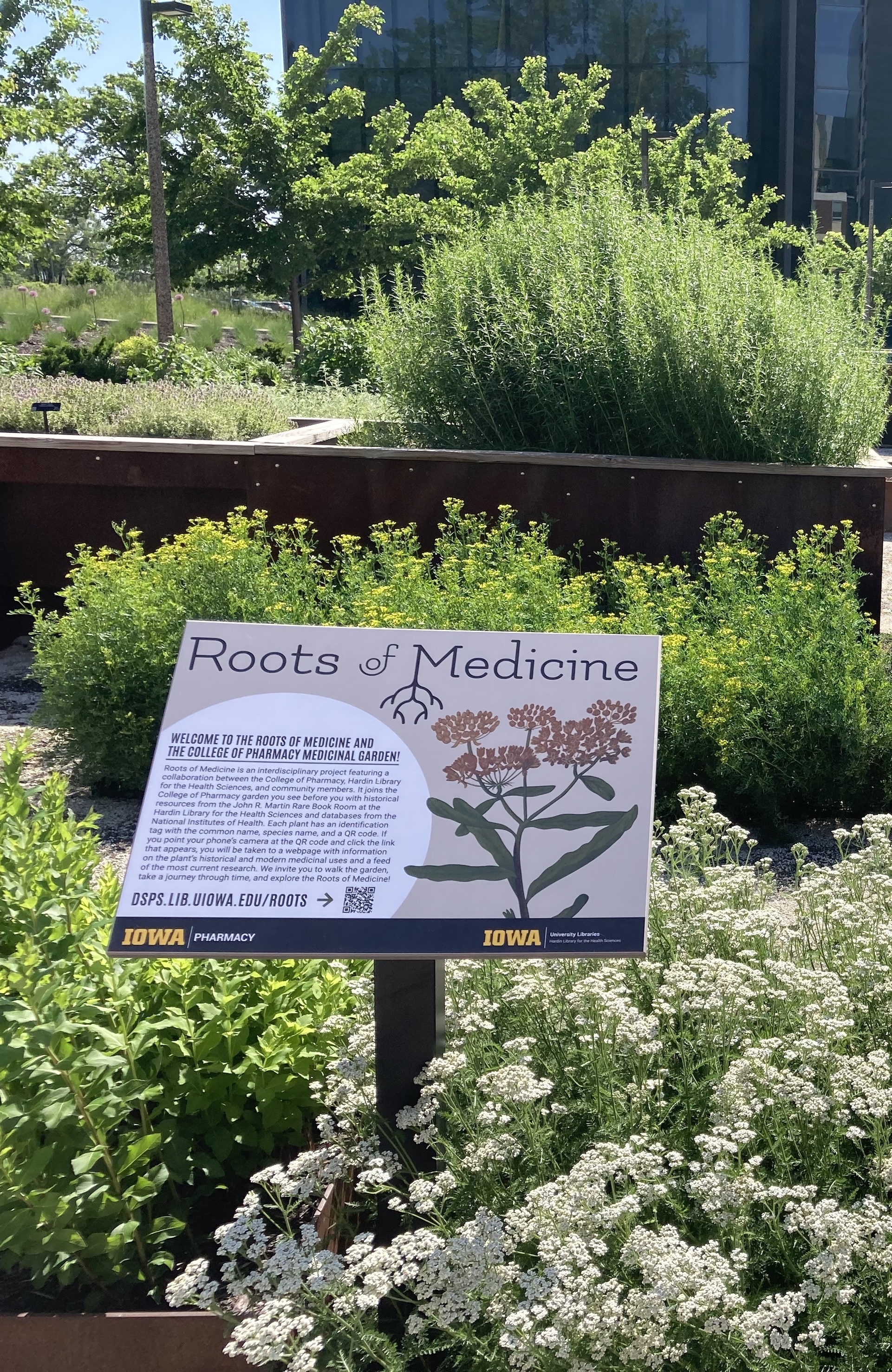 Roots of Medicine Garden at UI College of Pharmacy