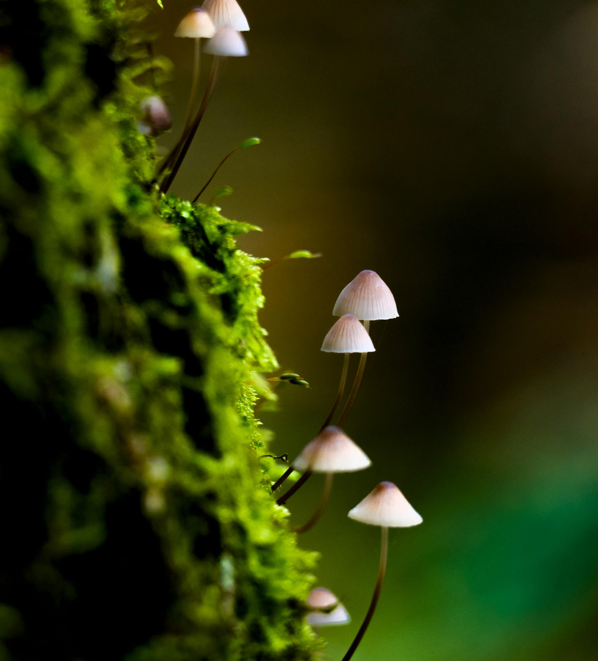 tiny mushrooms growing in moss