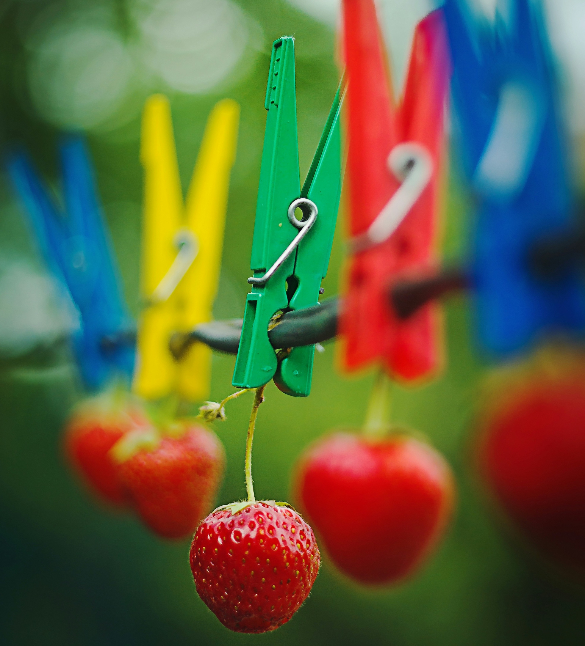 strawberries on clothespins