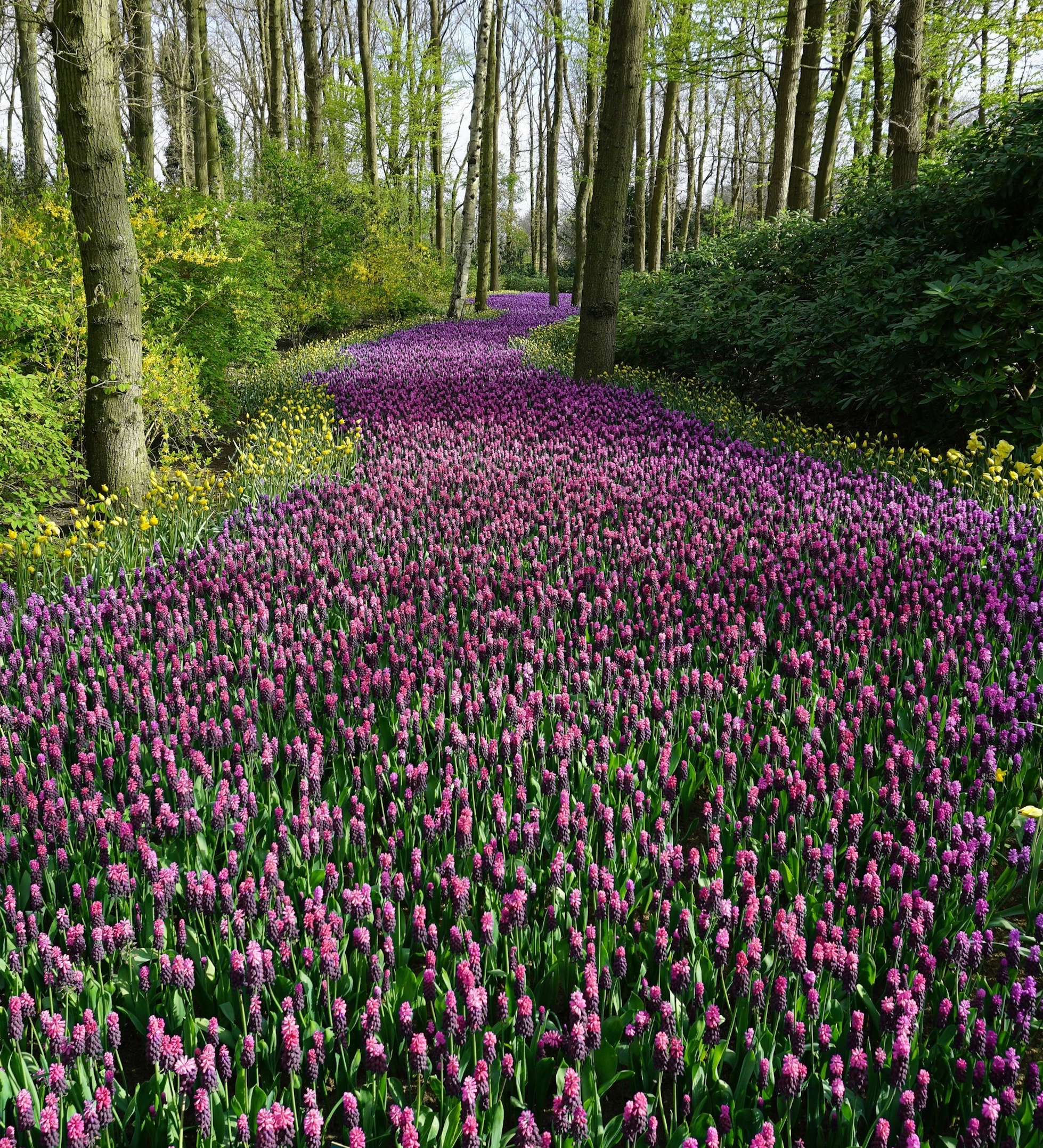 trail of lavender plants through forest