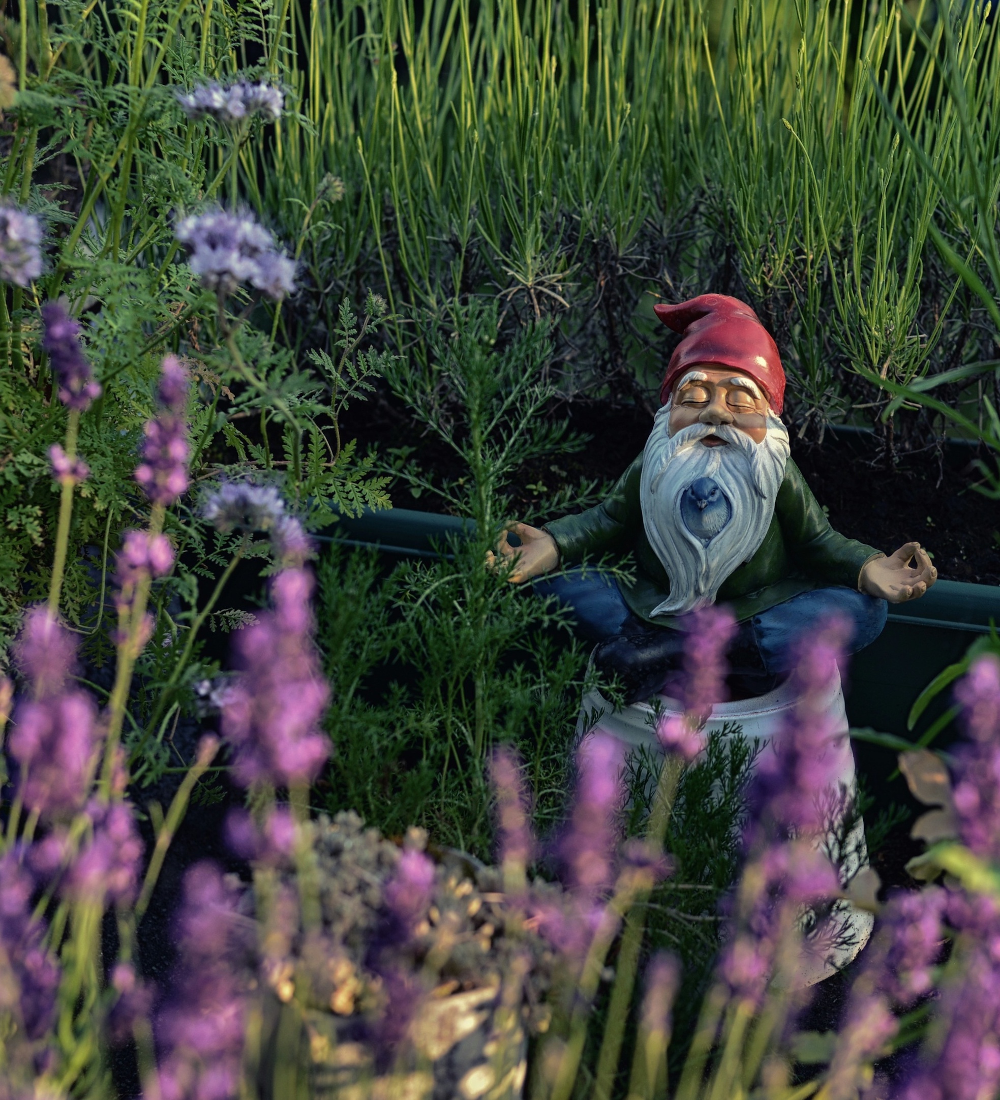 garden gnome sitting among purple flowers