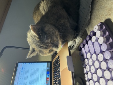 cat by laptop