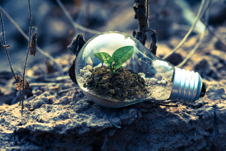 Lightbulb with plant growing in soil inside it