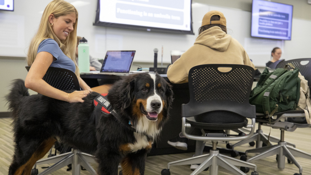Therapy dog Drax
